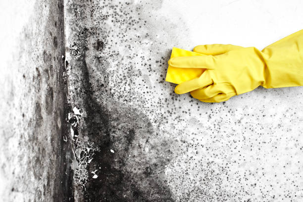 Best Same-Day Mold Removal  in North Seekonk, MA