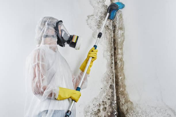 Best Fast Mold Removal  in North Seekonk, MA