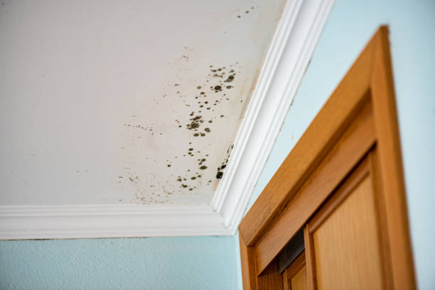 Best Mold Damage Repair  in North Seekonk, MA