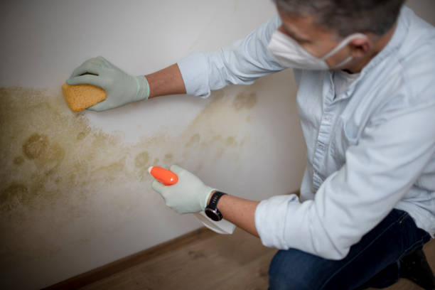 Best Attic Mold Removal  in North Seekonk, MA