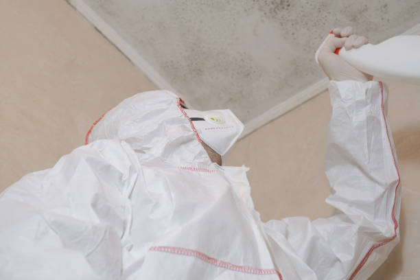 Best Office Mold Removal Services  in North Seekonk, MA