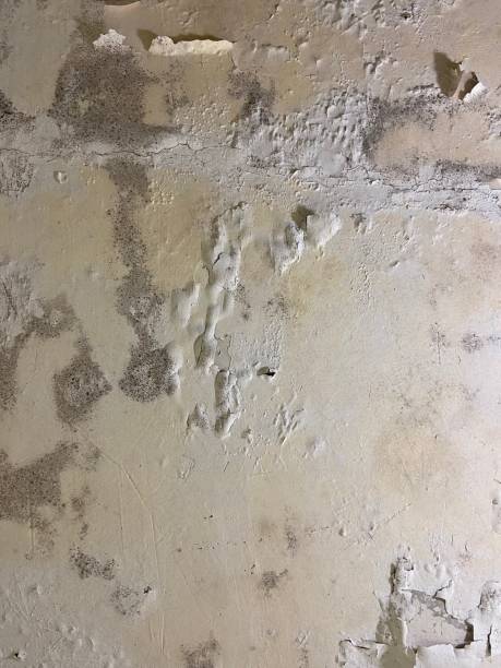 Best Mold Cleaning Services  in North Seekonk, MA