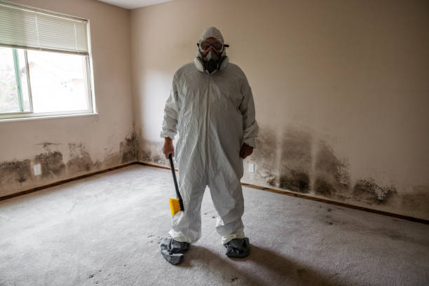 Best Mold Removal Company Near Me  in North Seekonk, MA