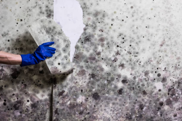 Best Mold Removal Near Me  in North Seekonk, MA