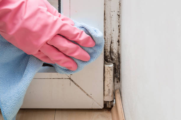 Certified Mold Removal in North Seekonk, MA