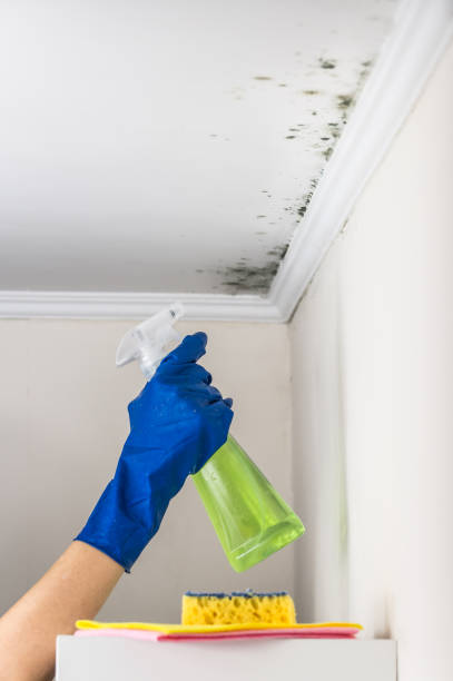 Best Black Mold Removal  in North Seekonk, MA