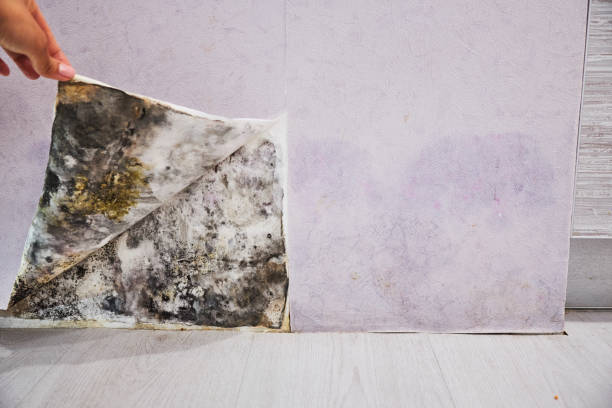 Best Professional Mold Removal  in North Seekonk, MA